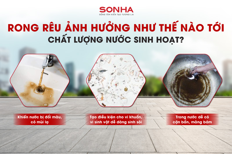 Rong rêu ảnh hưởng như thế nào tới nguồn nước sinh hoạt