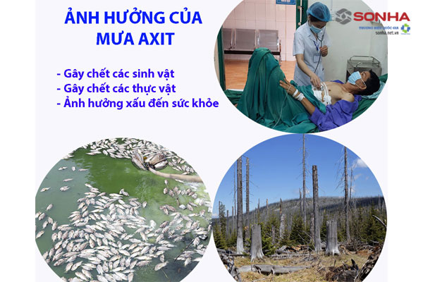 Tác hại mưa axit là gì?